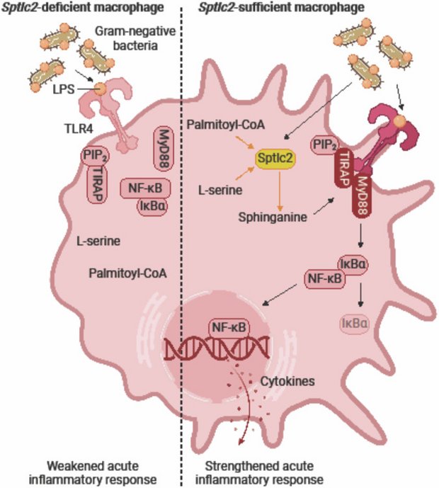 derived_sphinganine_is_induced_by_LPS_and_recruits_TLR4_adaptors_in_macrophages_to_promote_inflammatory_responses.