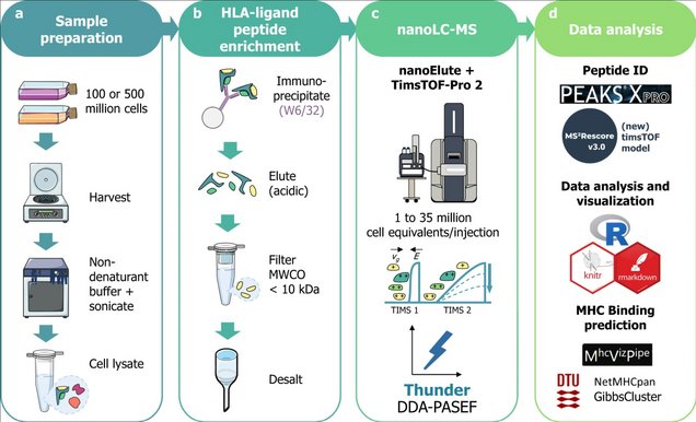 Diagram of an immunopeptidomics workflow showing sample preparation, HLA peptide enrichment, nanoLC–MS analysis using Thunder DDA-PASEF, and downstream peptide identification and MHC binding analysis