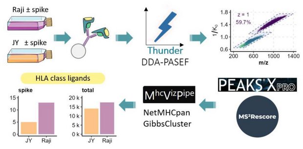 Illustration Thunder-DDA-PASEF enables high-coverage immunopeptidomics and identifies HLA class-I presented SarsCov-2 spike protein epitopes