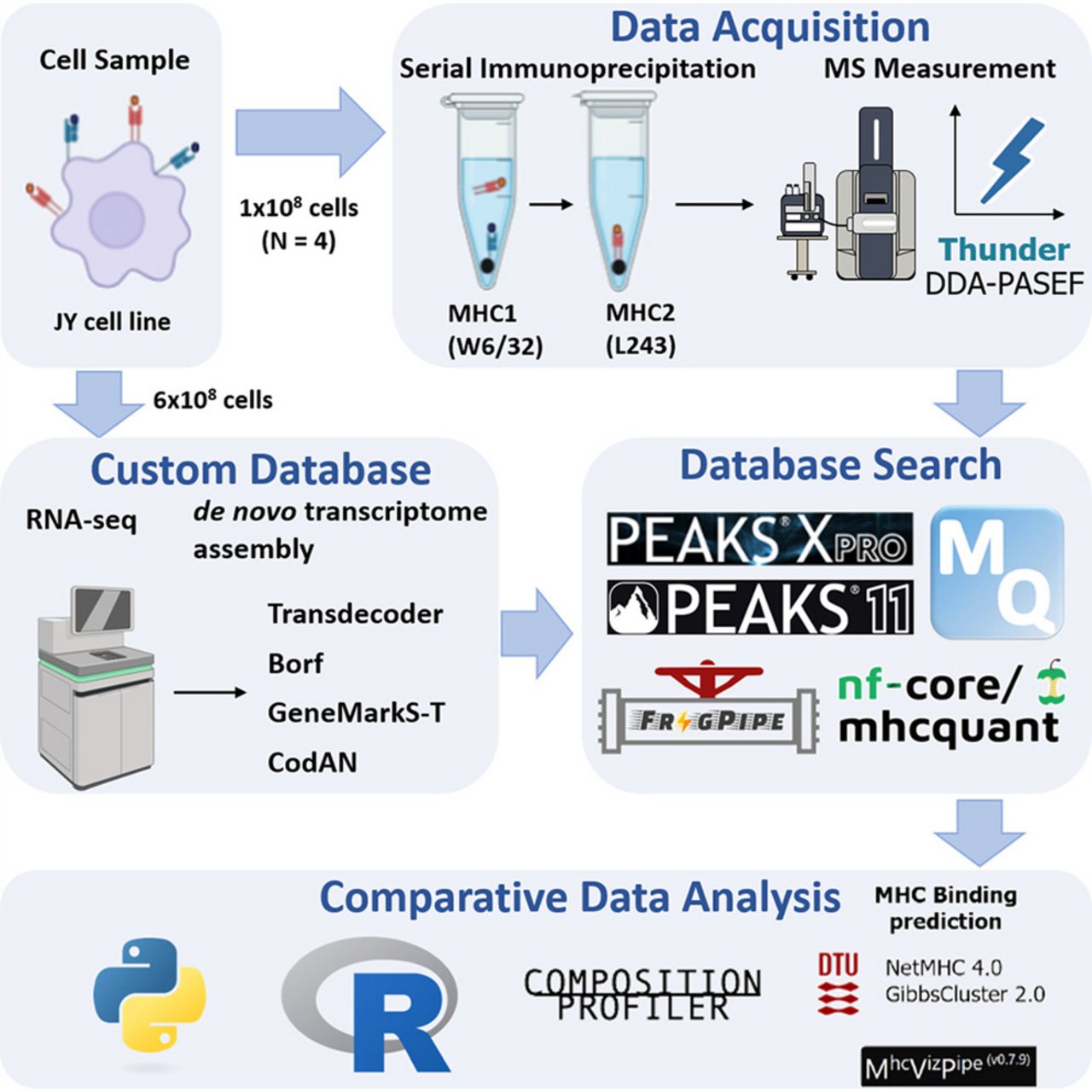 Workflow diagram showing immunopeptidomics analysis from cell samples through mass spectrometry, database search, and comparative data analysis.