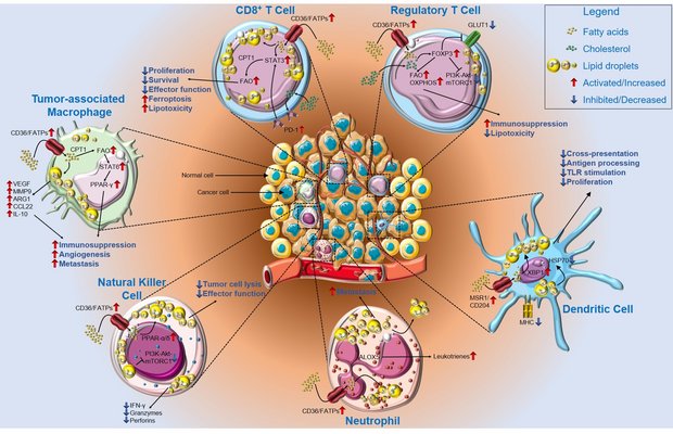 Illustration Metabolic regulation of immune responses to cancer