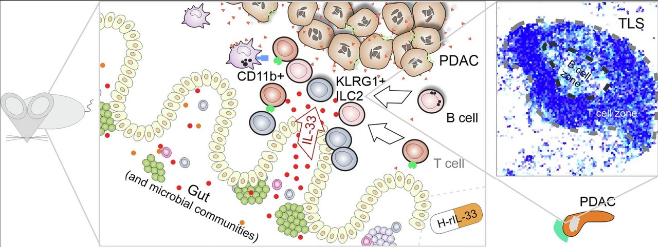 Overview with central proposed elements of tertiary lymphoid structure (TLS) lymphoneogenesis in mouse models.